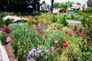 Barrett Street Garden