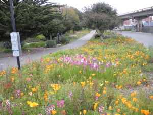 Baxter Creek Wildflowers